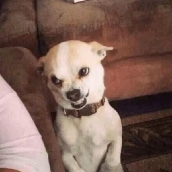 chihuahua meme (3)