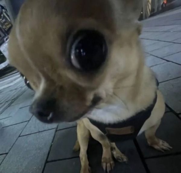 chihuahua meme (4)