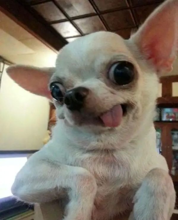 chihuahua meme (5)