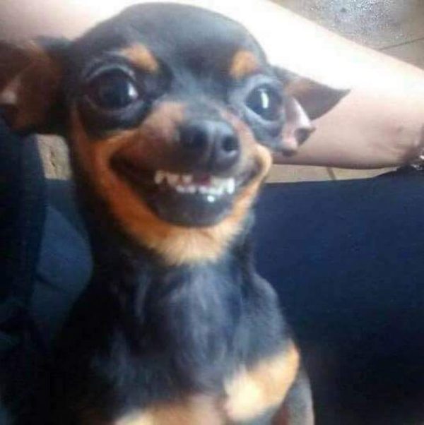 chihuahua meme (7)