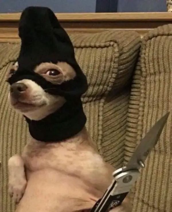 chihuahua meme (8)