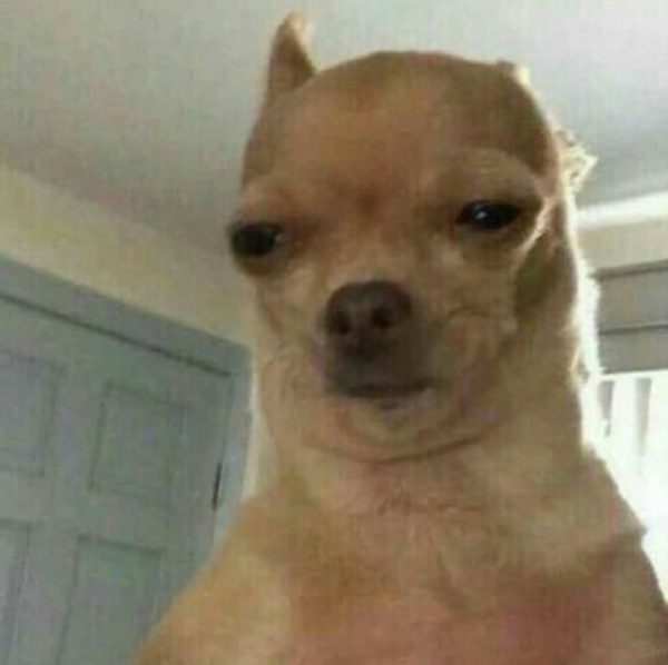 chihuahua meme (9)