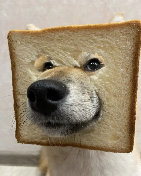 chó shiba meme