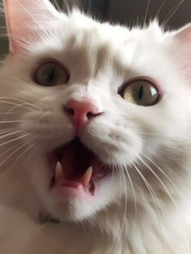 99+ Ảnh meme há mồm vui nhộn, giải trí cực bá đạo