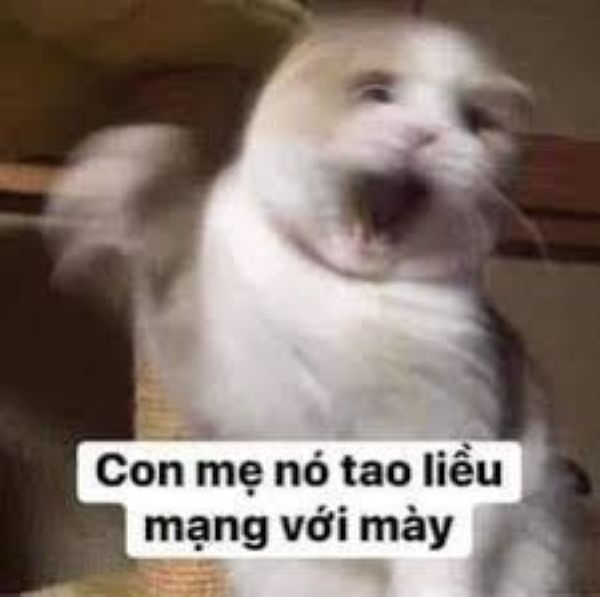 đánh nhau meme