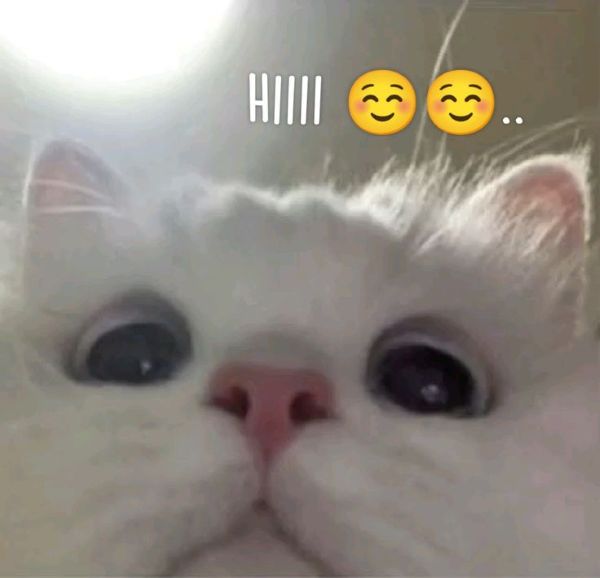 hihi meme (11)