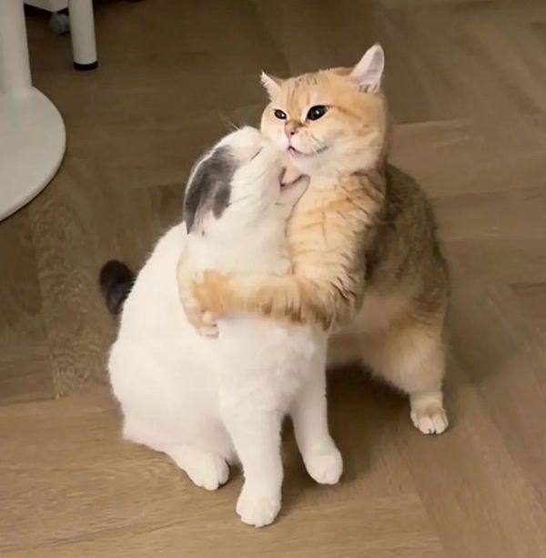 hug meme (1)