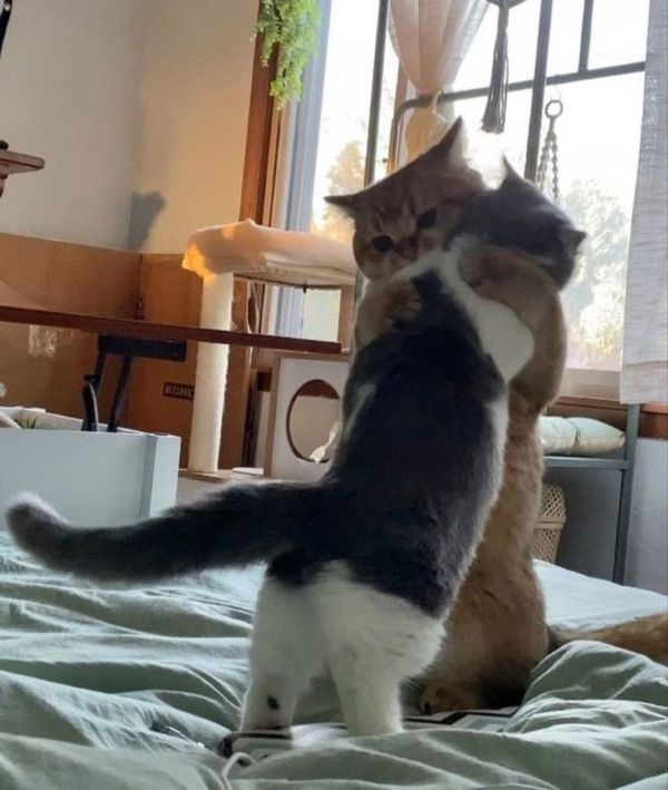 hug meme (17)