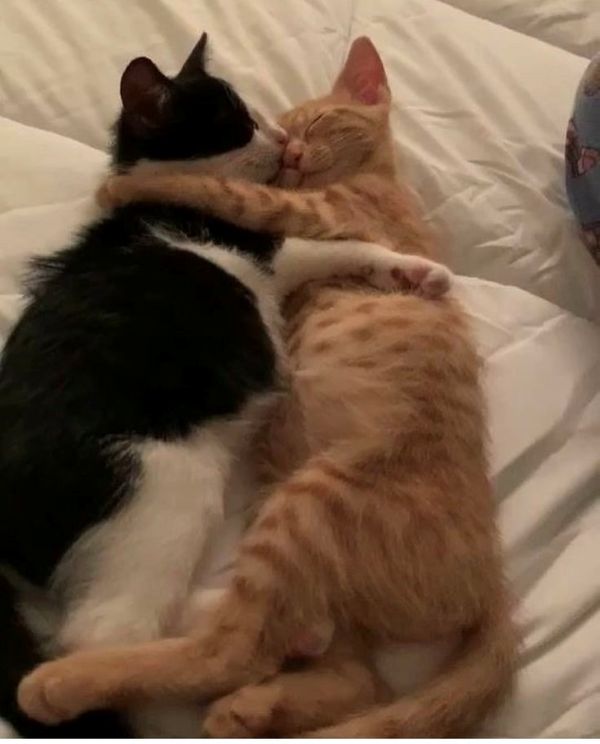 hug meme (19)
