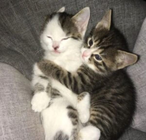 hug meme (21)