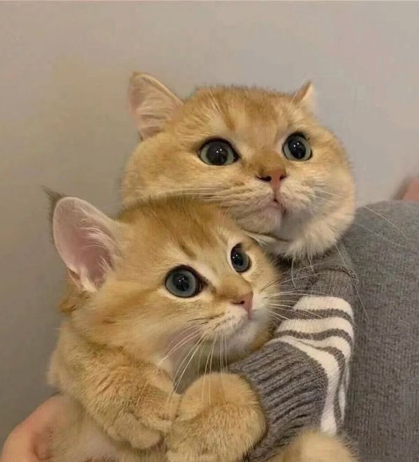 hug meme (29)