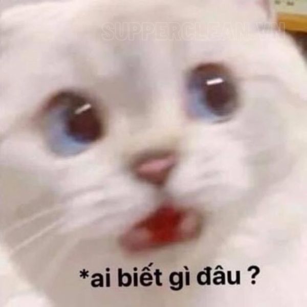 meme ai biết gì đâu