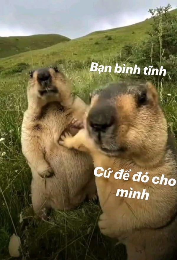 meme bình tĩnh (12)