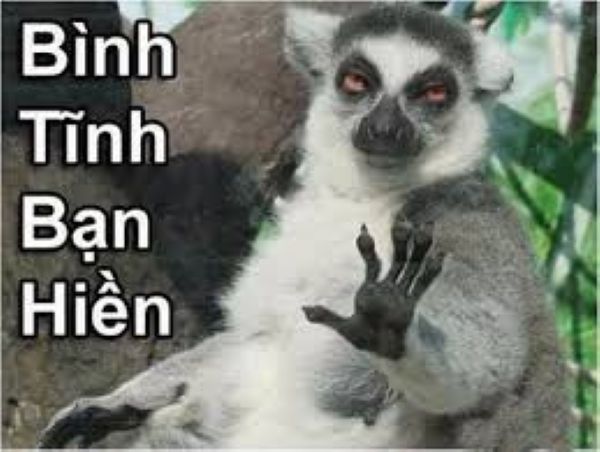 meme bình tĩnh bạn hiền