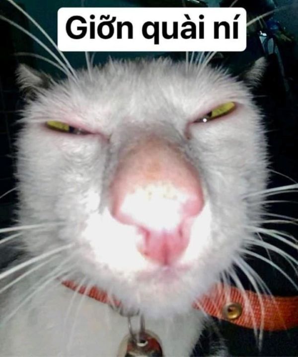 meme cảm động (3)