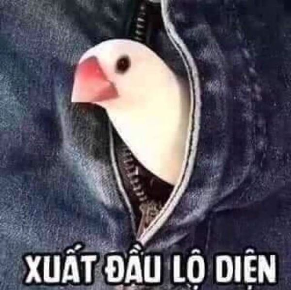 meme dâm (3)