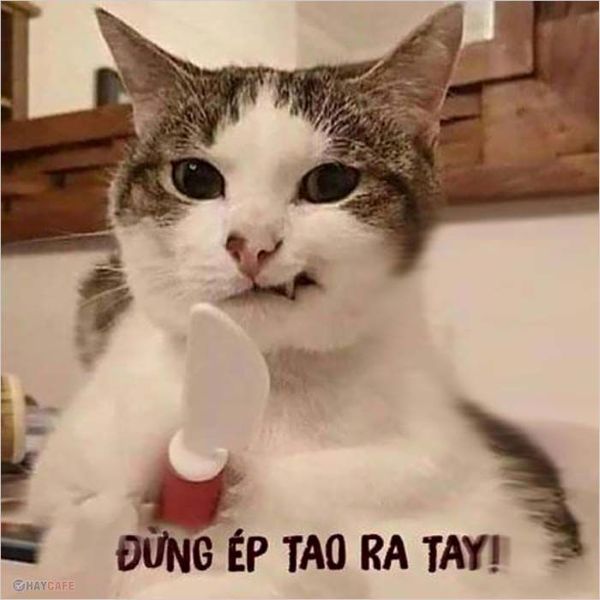 meme đánh nhau (12)