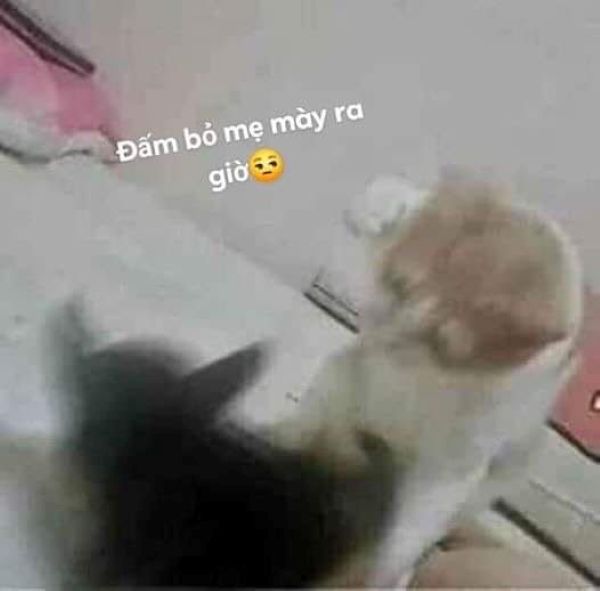 meme đánh nhau (17)