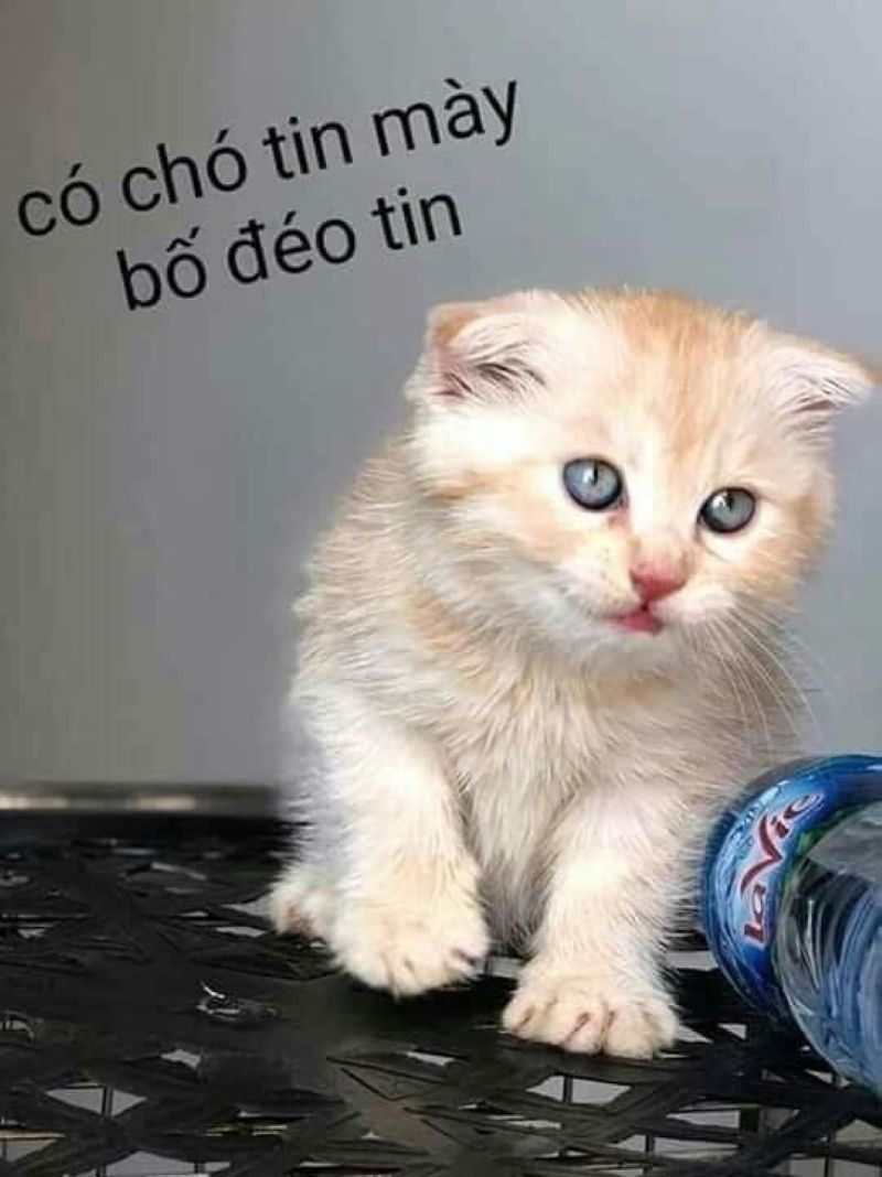 meme đéo tin (9)