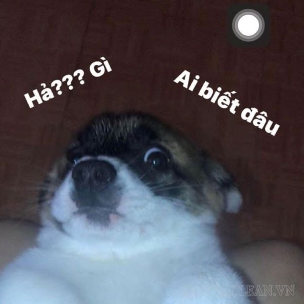 meme gì ai biết đâu