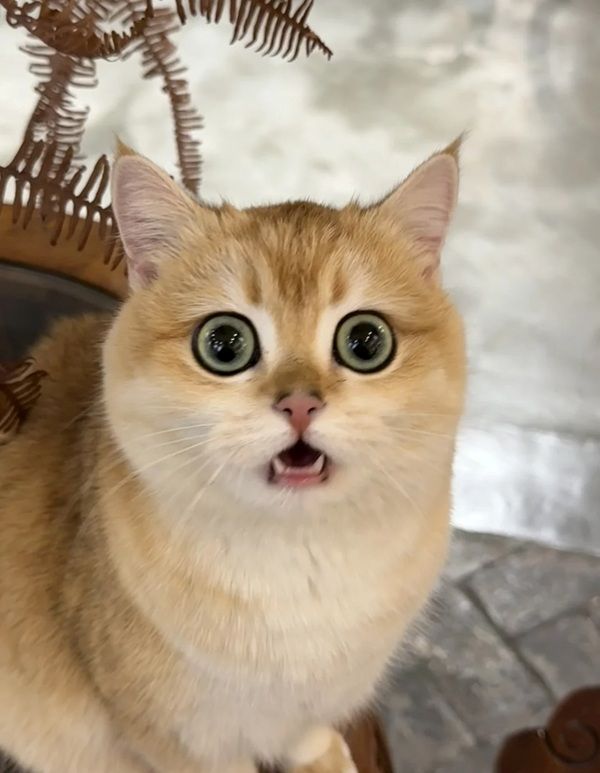 meme ngạc nhiên (17)