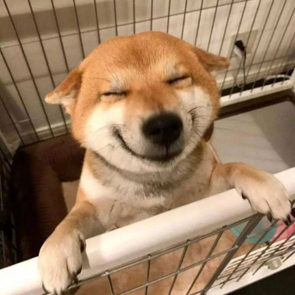 meme shiba (1)
