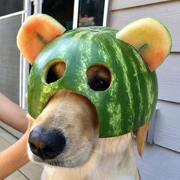 meme shiba (13)