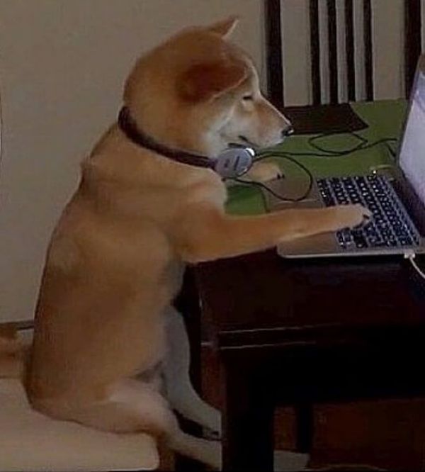 meme shiba (15)