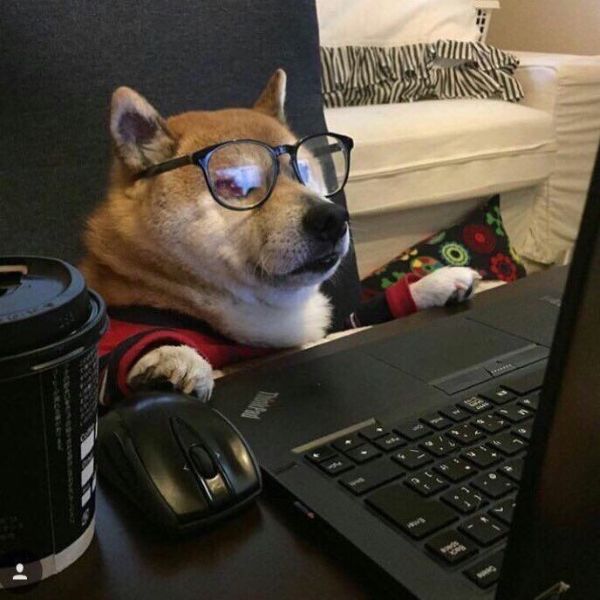 meme shiba (16)