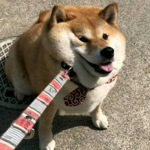 meme shiba (19)