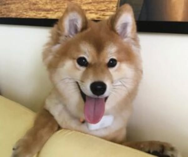 meme shiba (23)