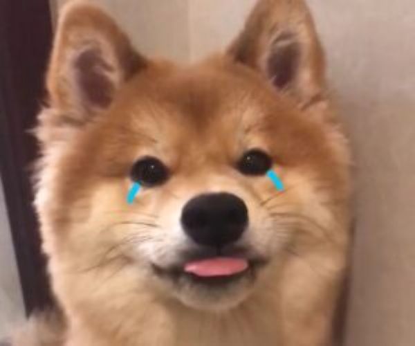 meme shiba (24)