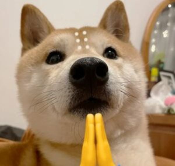 meme shiba (25)