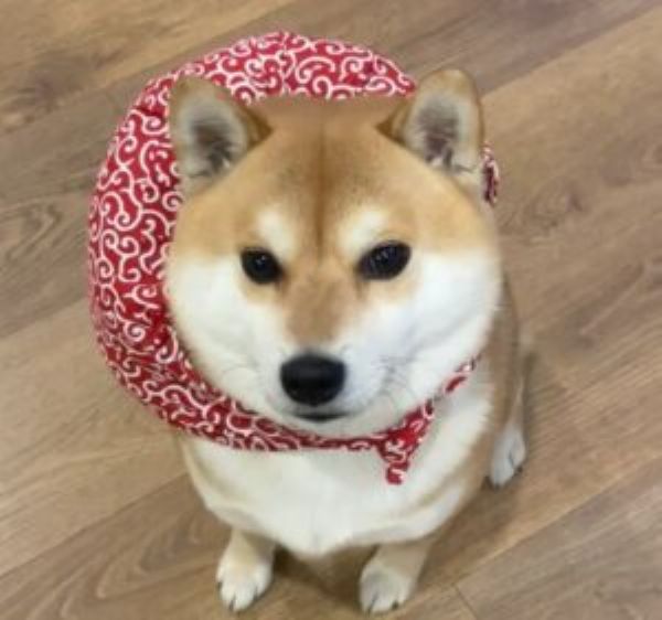 meme shiba (26)