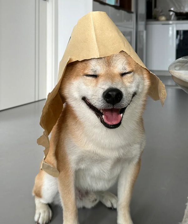 meme shiba (27)
