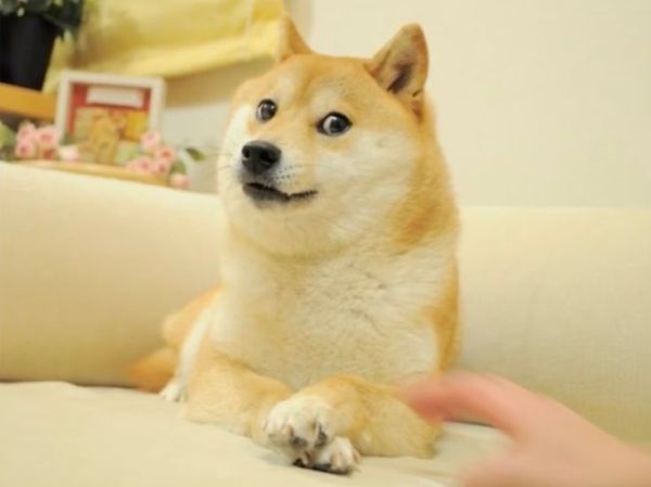 meme shiba (5)