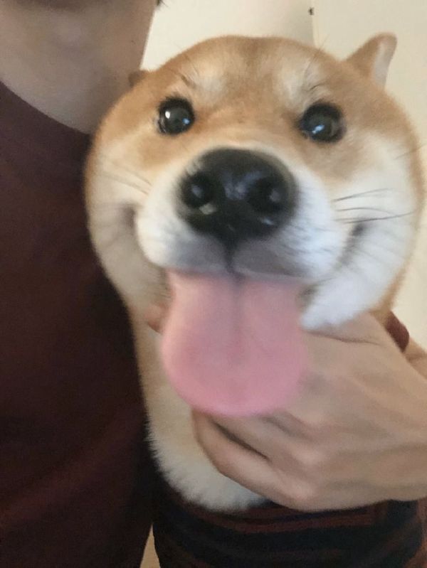 meme shiba (6)