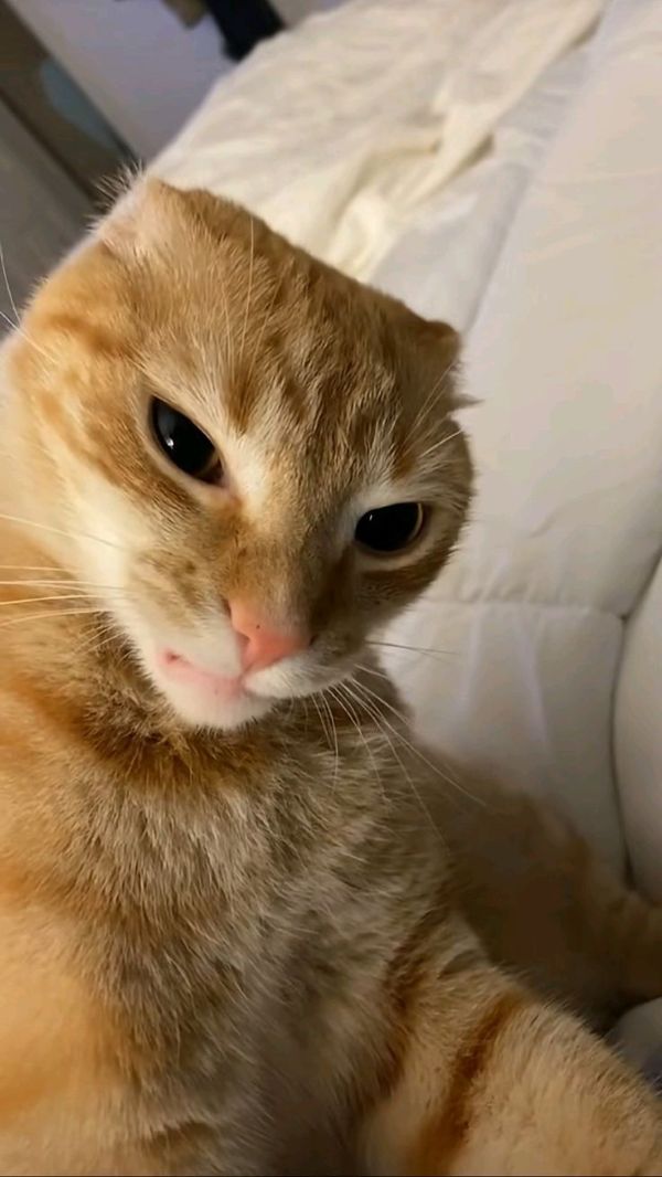 Meme ánh mắt phán xét