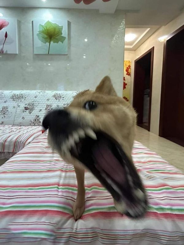 ảnh chó meme (10)