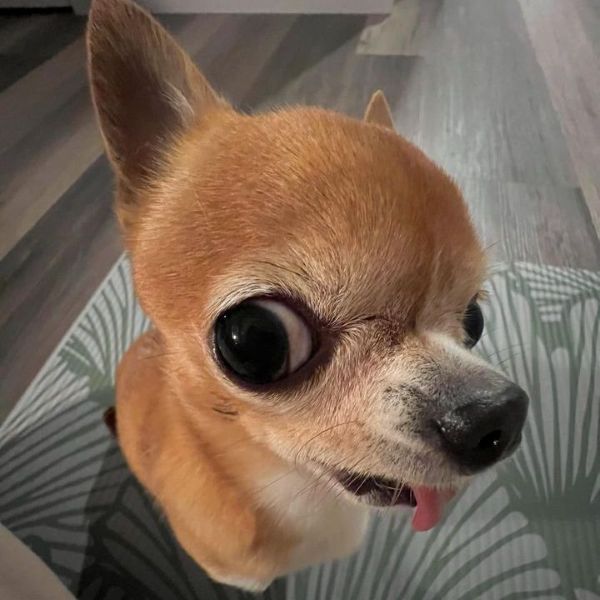 ảnh chó meme (12)