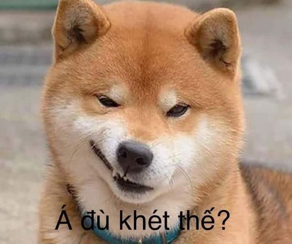 ảnh chó meme (16)