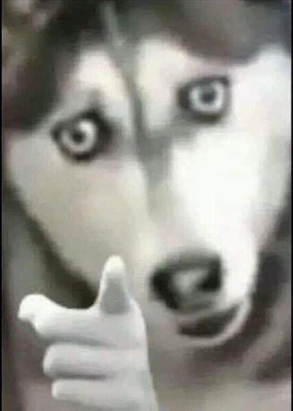 ảnh chó meme (19)