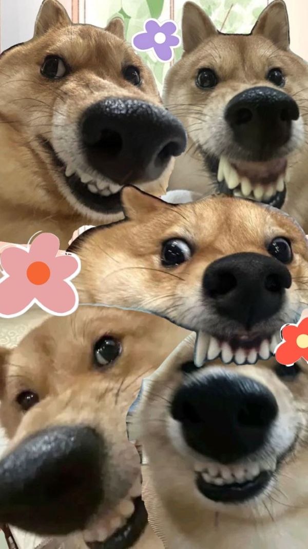 ảnh chó meme (22)