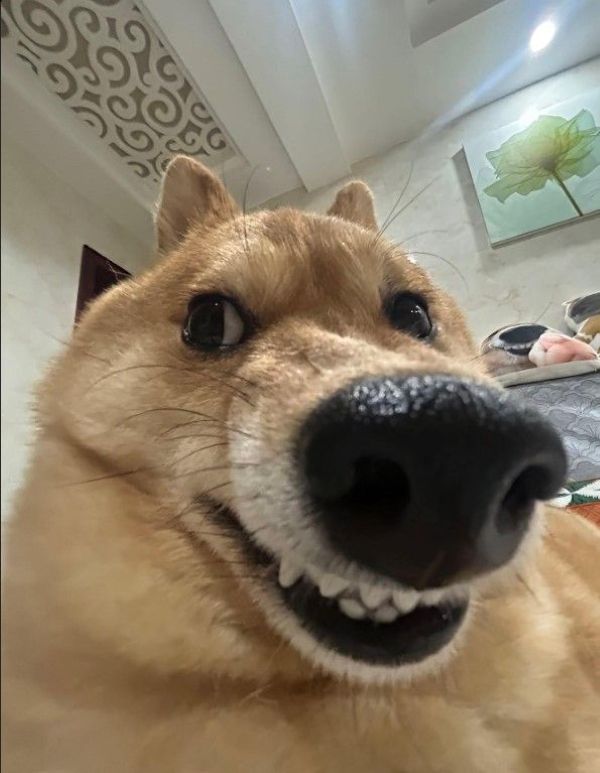 ảnh chó meme cute