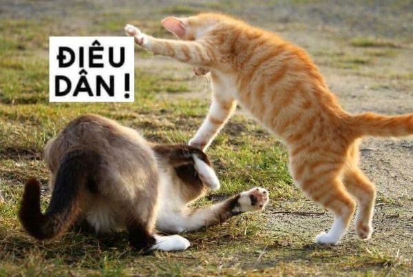 ảnh đấm nhau meme