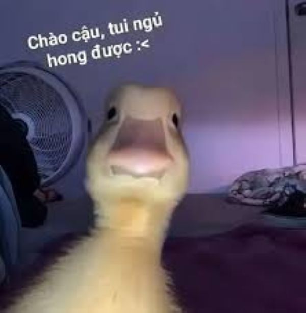 ảnh meme chào cậu ảnh meme chào cậu