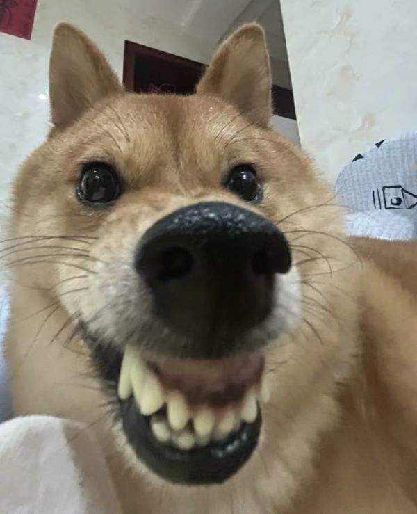 ảnh meme chó sủa