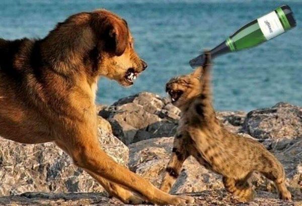 ảnh meme đấm nhau không