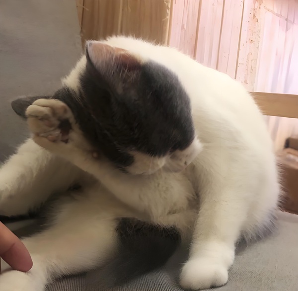 ảnh meme đau đầu ảnh meme đau đầu