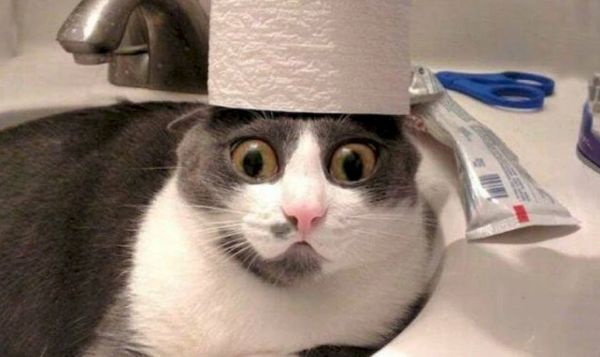 ảnh meme hài (15) ảnh meme hài (15)